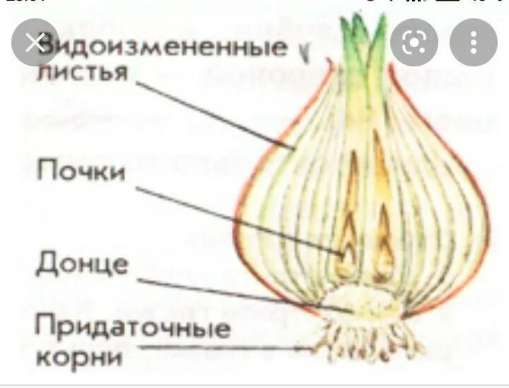 Какие листья у луковицы