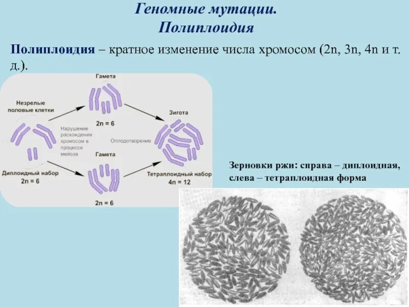 Сколько хромосом в гамете организма. Полиплоидия анеуплоидия причины возникновения. Геномные мутации полиплоидия. Тетраплоидный набор хромосом. Геномные мутации полиплоидия пример.