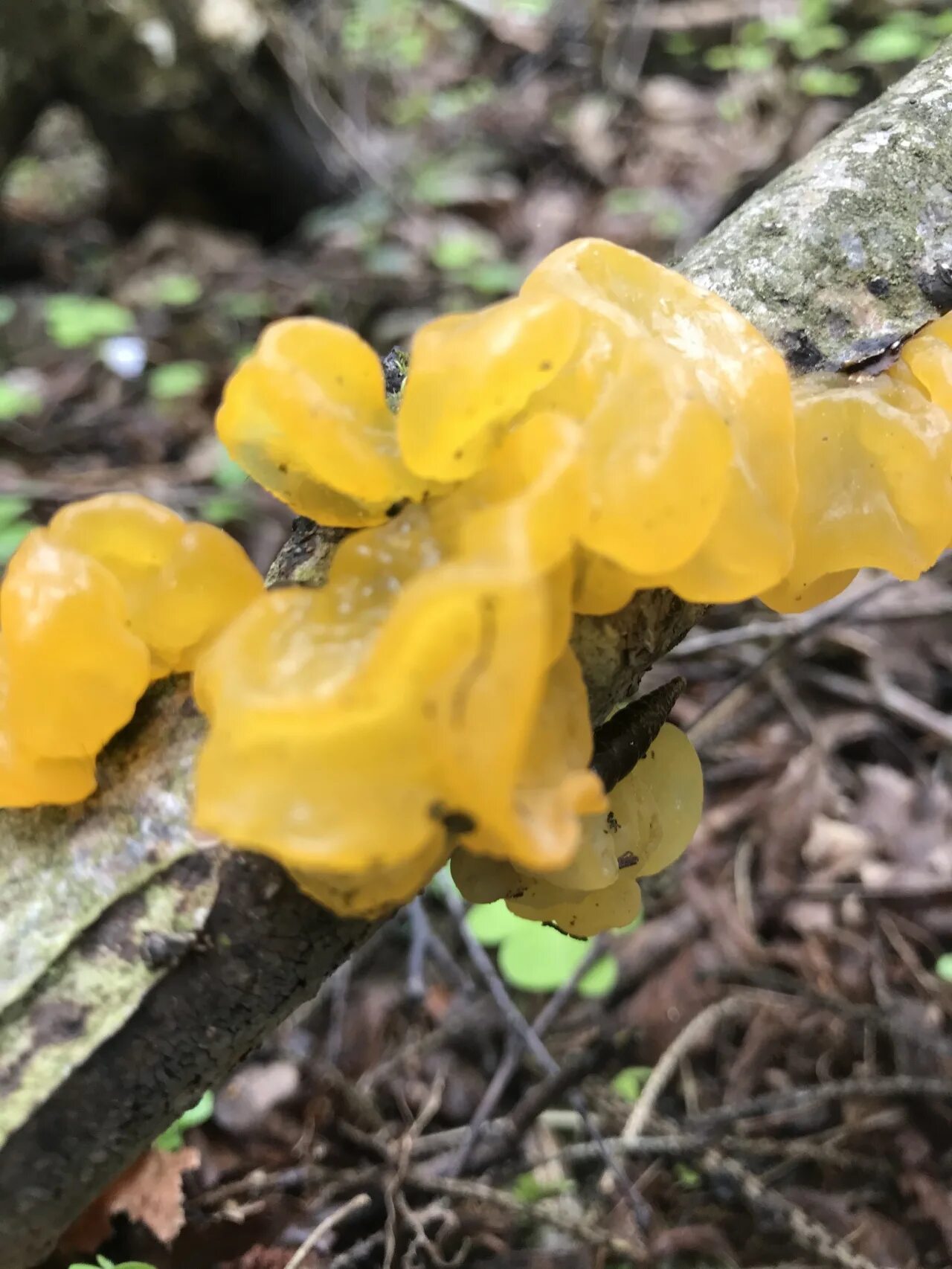 Дрожалка сморчковая. Дрожалка оранжевая (Tremella mesenterica). Дрожалка оранжевая съедобный гриб. Слизевик Дрожалка оранжевая.