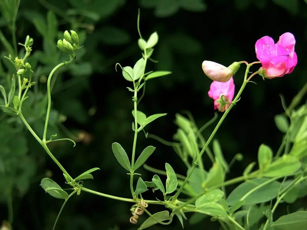 Как выглядит растение чина Файл:Lathyrus  Вікіпэдыя