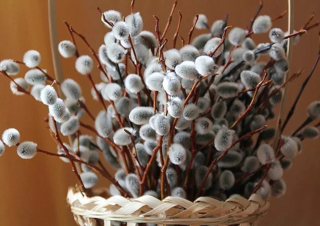 Как сохранить вербу до вербного воскресенья. Старочеркасск вербное воскресенье. Ива краснотал. Как сохранить вербу до вербного воскресенья. Вербное воскресенье освящение вербы.