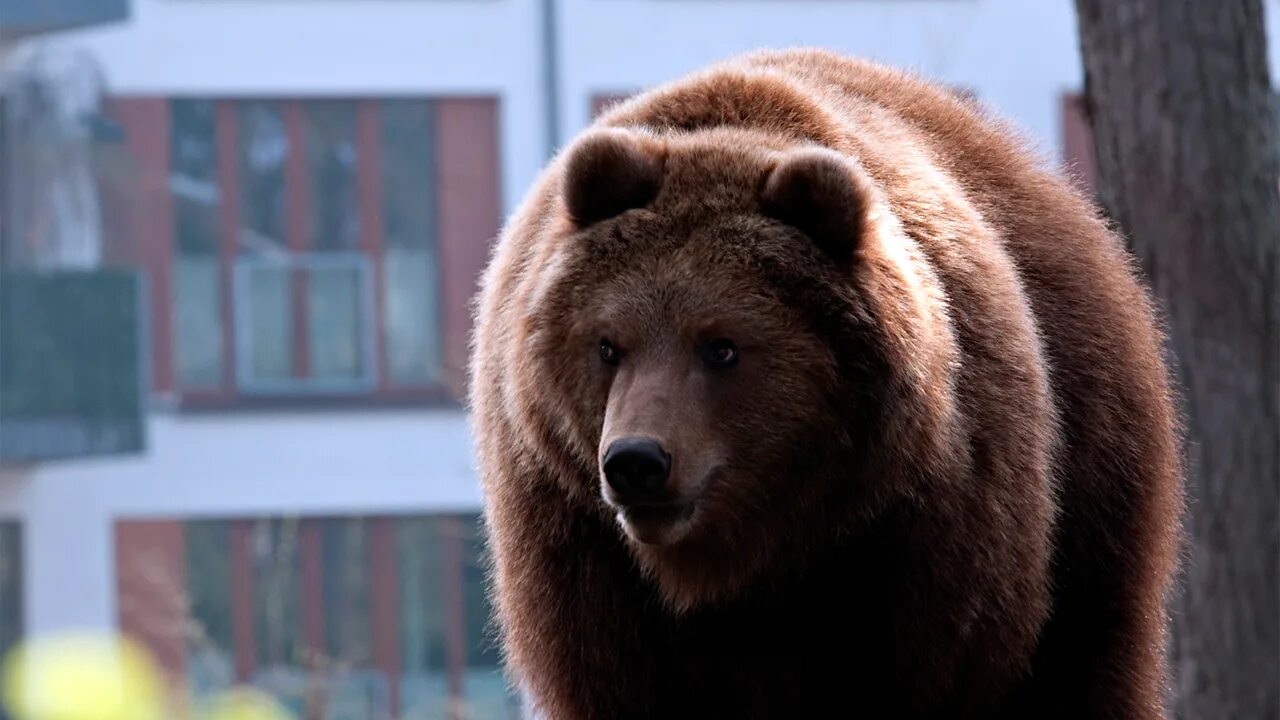 Bear out. Барибал ареал. Bear out. Bear out. Черный медведь мексика.