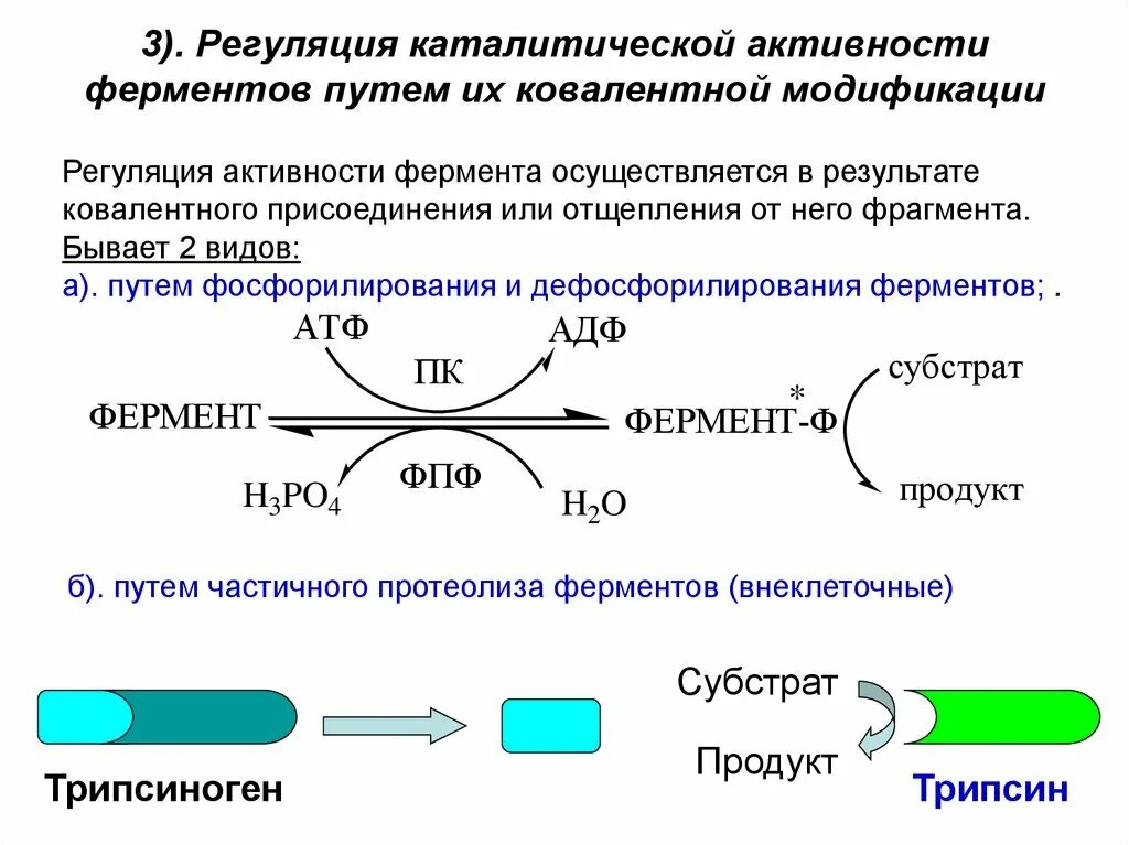 Химическая модификация ферментов регуляция активности ферментов. Регуляция активности ферментов фосфорилирование дефосфорилирование. Механизм ковалентной модификации фермента. Схемы активации ферментов путем ковалентной модификации. Регуляция активности ферментов путем ковалентной модификации.