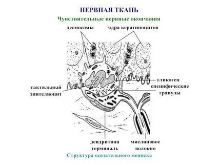 Чувствительное нервное окончание или клетка
