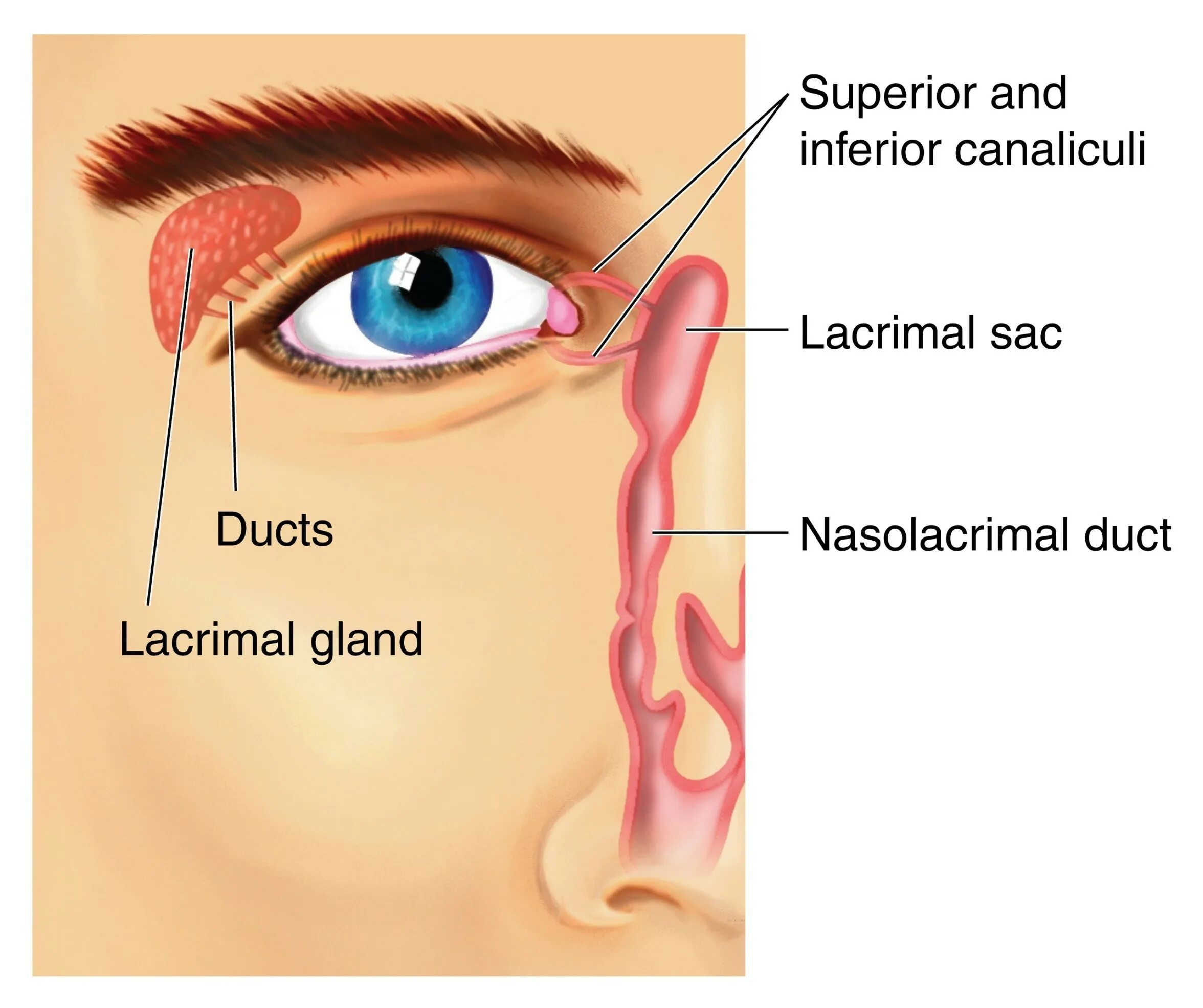 Слезная железа находится. Слезная железа lacrimal Gland. Строение глаза слёзный канал анатомия. Строение глаза слезный мешок , железа. Глаз анатомия слезная железа.