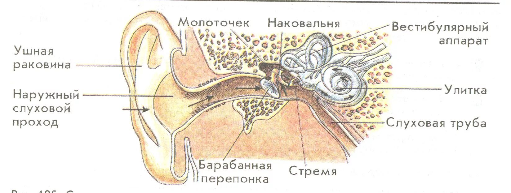 Орган слуха и вестибулярный аппарат