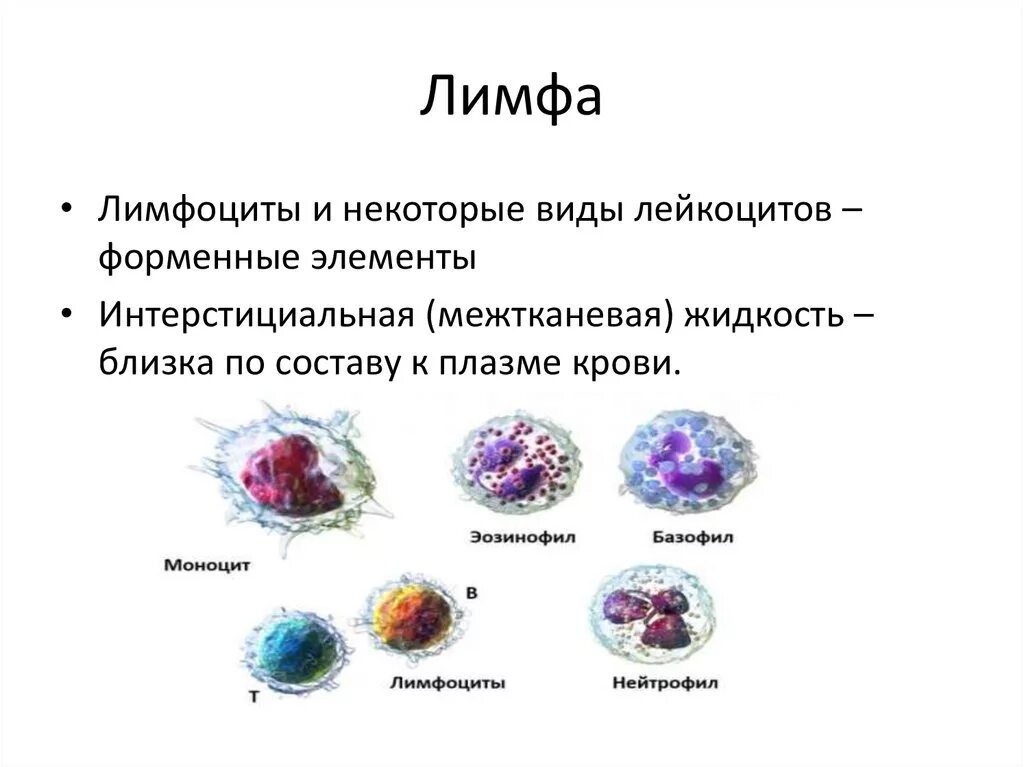 Форменные элементы лимфы. Клеточный состав лимфы человека. Лимфатические клетки в крови