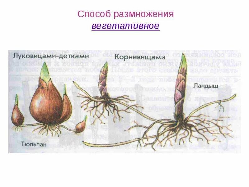 Простейший способ размножения 7. Схема вегетативного размножения луковицами. способы вегетативного размножения растений. вегетативное размножение корневищами. способ вегетативного размножения корневищами.