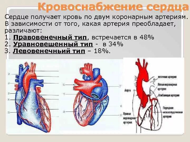 Типы кровоснабжения сердца анатомия. Коронарный круг кровообращения схема. Кровеносные сосуды сердца. Типы кровоснабжения сердца.. Артериальное кровоснабжение сердца схема.