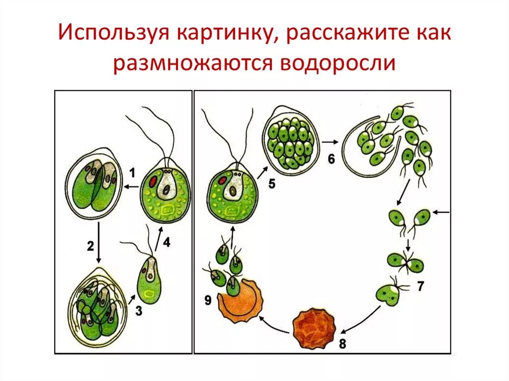 Хромосомы водорослей. Бесполое размножение хламидомонады. Размножение водорослей хламидомонада. Цикл развития хламидомонады рисунок. Бесполое размножение хламидомонады схема.