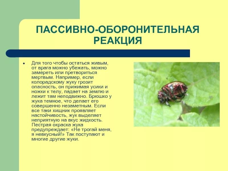 Защита насекомых от врагов. Способы защиты насекомых. Адаптации насекомых к сезонным изменениям в природе презентация. Средства пассивной защиты у животных.