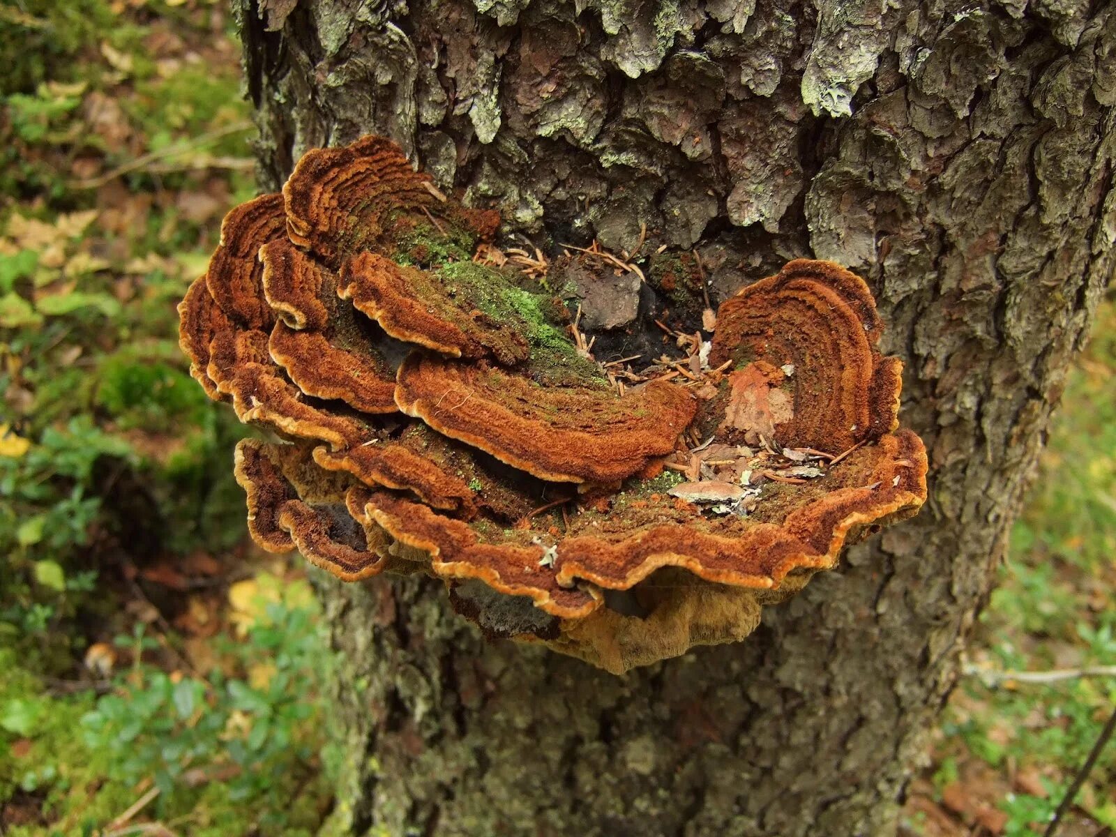 Трутовик бактерия. Phellinus chrysoloma. Трутовик чозениевый. Трутовик Трихаптум еловый. Трутовик бордовый.