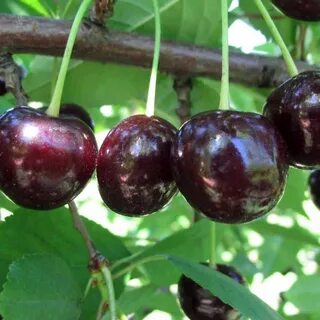Вишня харитоновская описание сорта отзывы опылители