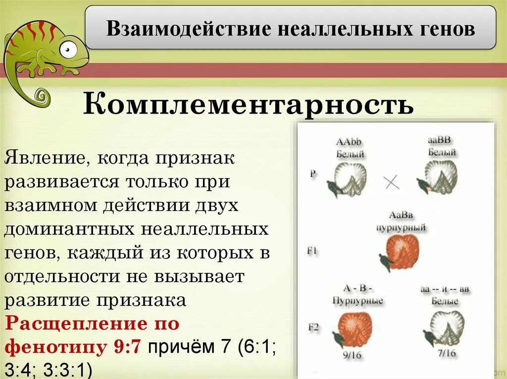 Пара разных аллельных генов. Неаллельные взаимодействия генов комплементарность. Генетические схемы комплементарности. Взаимодействие аллельных генов. Взаимодействие аллельных генов схема.