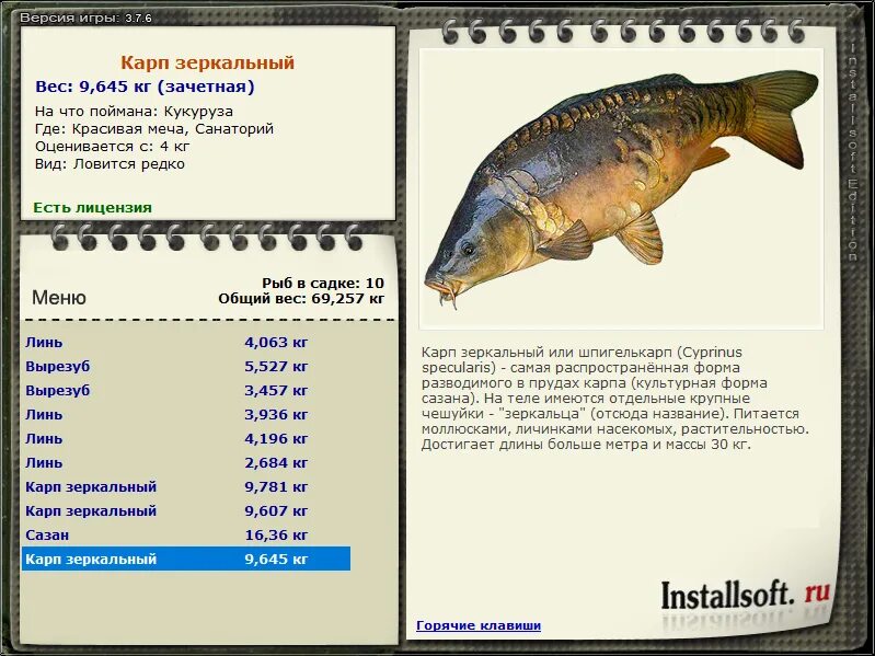 карась 13кг. карась размеры. карп сколько вырастает. карась размеры. возраст карпа по весу.