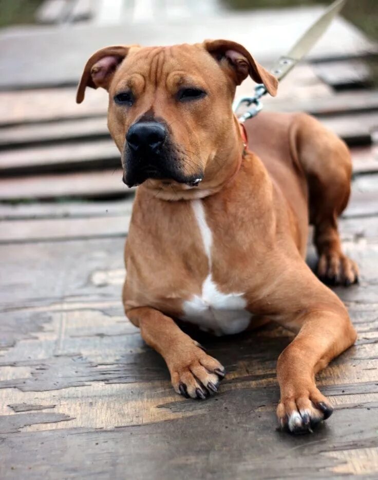 Амстафф бакароро. Стафф терьер щенок 1 месяц. Стаффордширский терьер амстафф. Стаффордширский терьер 1 год. Американский стаффордширский терьер белый.