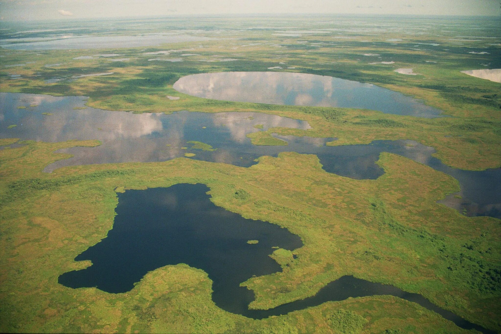 Крупная болотная. Самое большое болото в мире Пантанал. Китлинское болото. Пантанал Южная Америка. Васюганские болота.