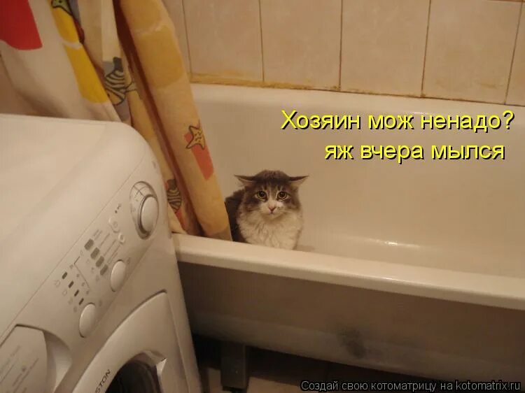 Потереть спинку. Котик в ванне. Спинку потереть картинки. Джакузи прикол. Мама попросила потереть спинку.