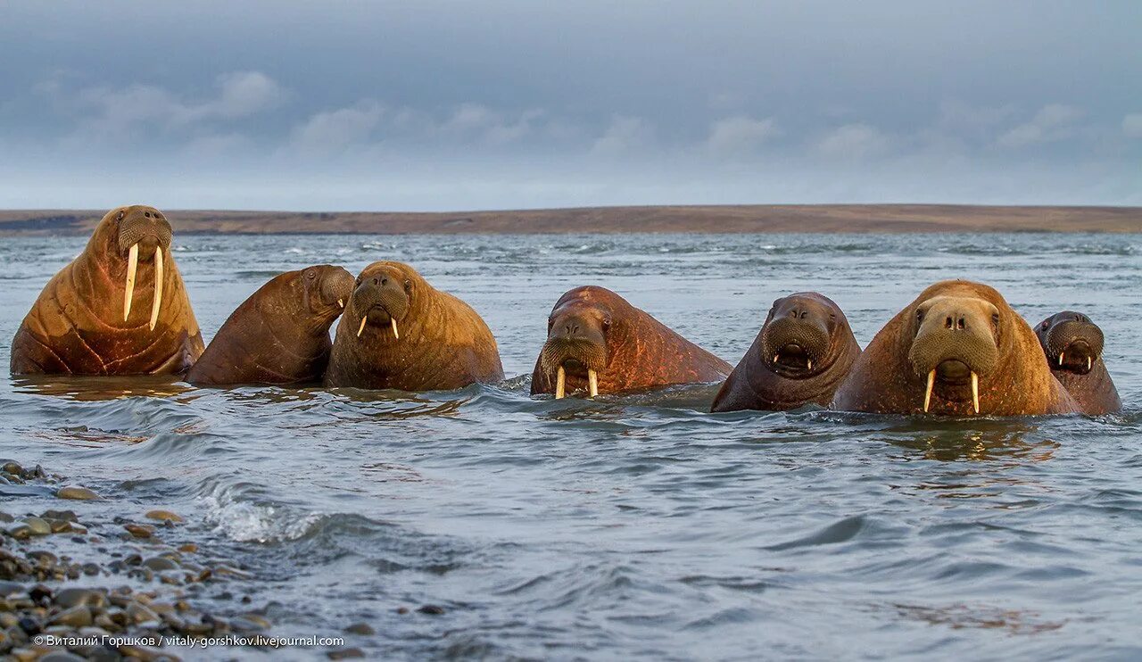 Моржи в тундре. Морж в Арктике. Камчатский морж. Морж арктических пустынь. Атлантический морж.