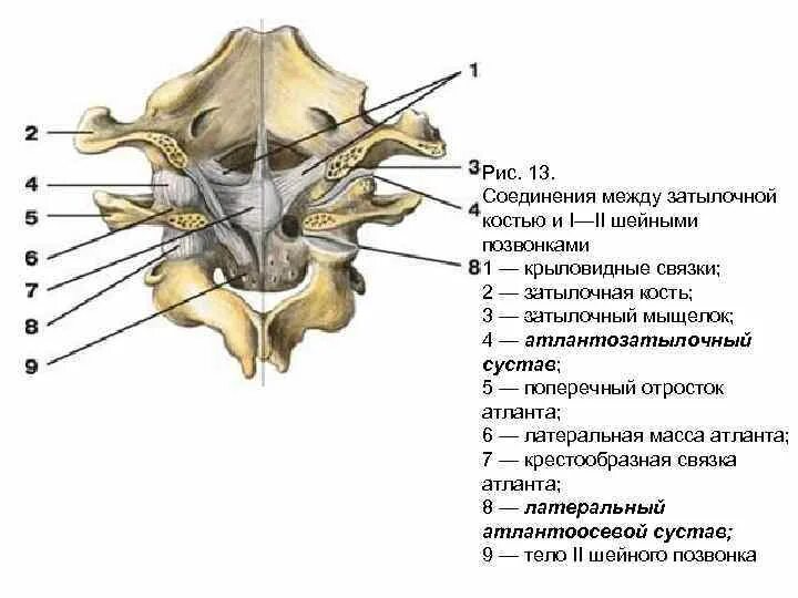 Между черепом и позвоночником. Связки атланто затылочного сустава анатомия. Соединения позвонков атланто-затылочный сустав анатомия. Латеральный атлантоосевой сустав движения. Соединения атланто-затылочного сустава.