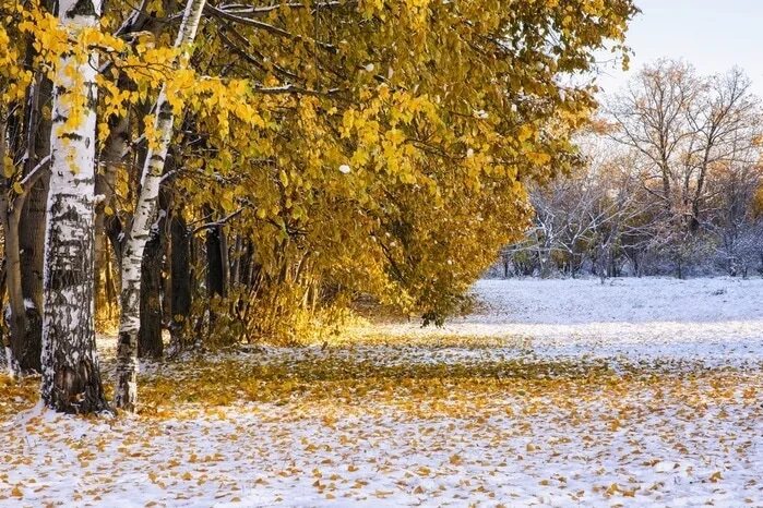 Падающий снег. Ноябрь природа. Ранняя зима. Сухая поздняя осень. Хлопья снега.