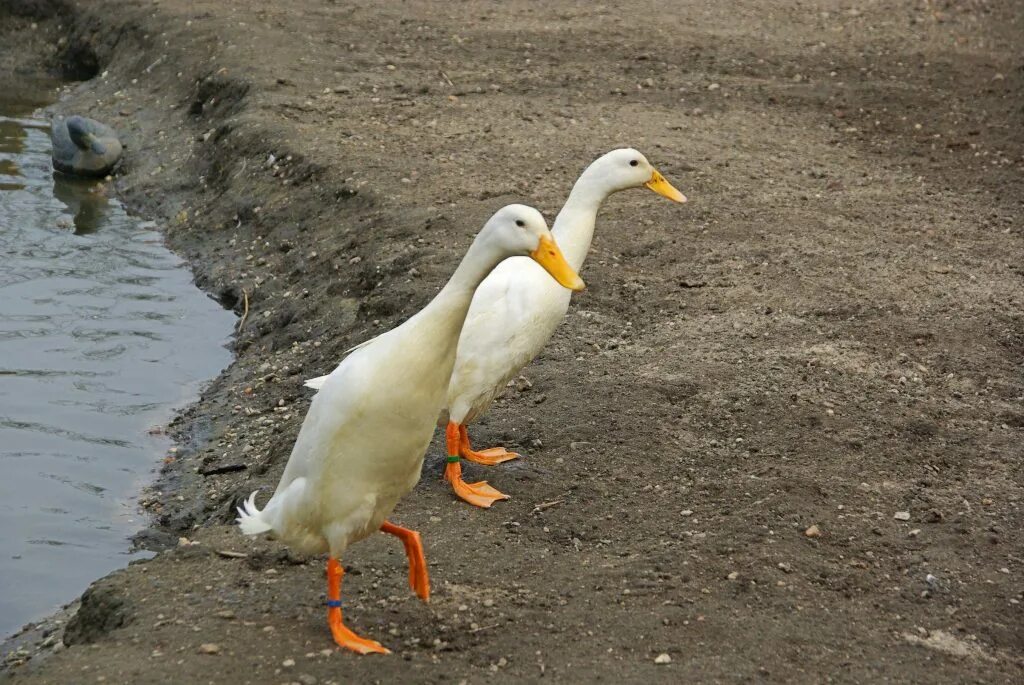 Мне нужно было попасть на утиное. Мне нужно было попасть на утиное озеро к рассвету сочинение. Ло ло утка. Мне нужно было попасть на утиное. Как вырастить диких утят.