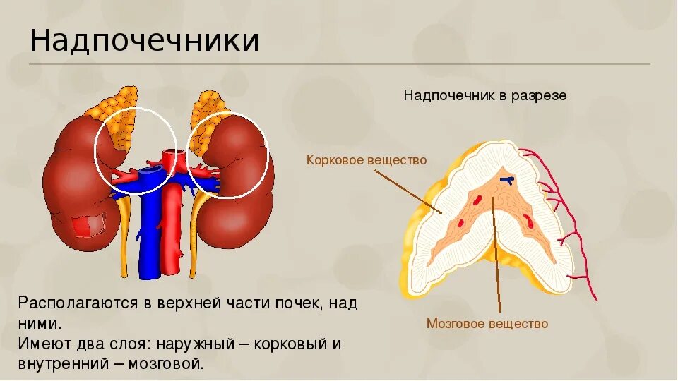 Надпочечник в разрезе. Почки и надпочечники строение. Анатомия надпочечников человека. Надпочечники расположение. Аденома надпочечника у мужчин что это