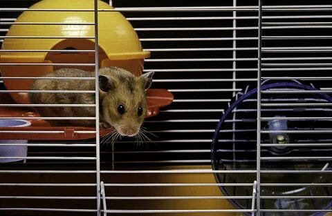 cage hamster xxl - makpa.com.