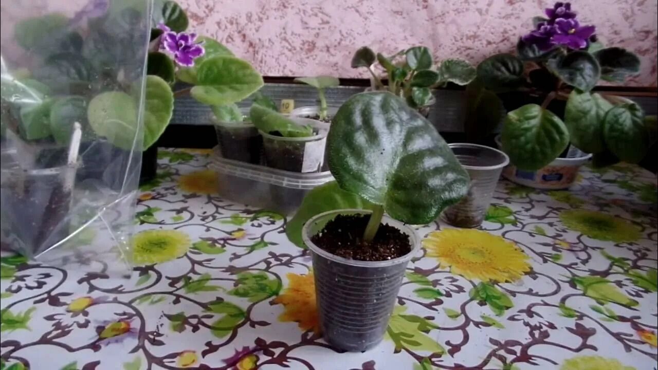 Пасынки у фиалок как определить фото. Фиалки черенкование листочками. Узамбарская фиалка черенок листа. Как быстро укоренить фиалки. Глоксиния листья.