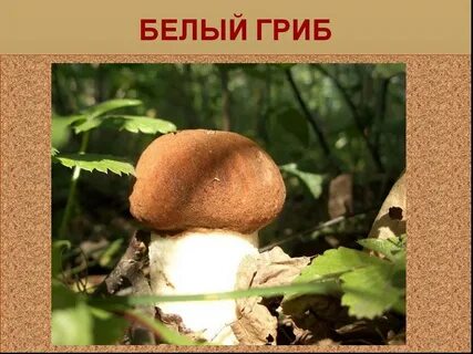 Речь белого гриба