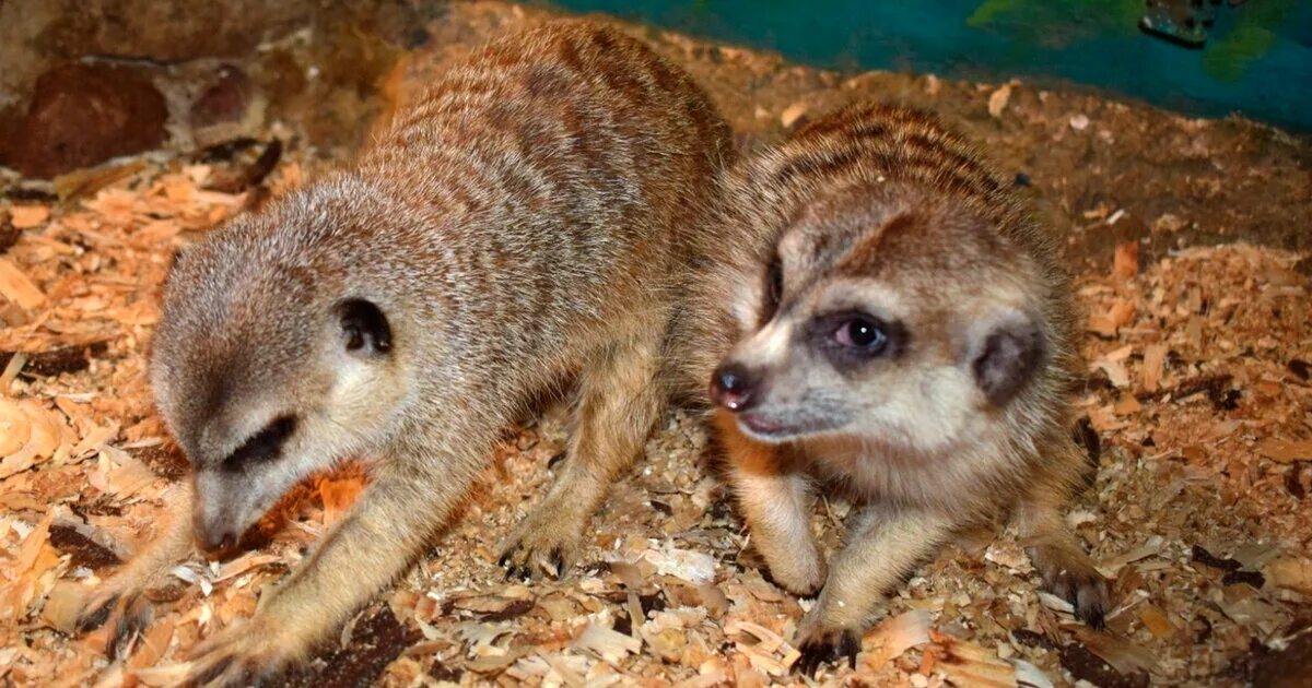 Смоленский зоопарк. Смоленский зоопарк смоленск. Сайт смоленского зоопарка. Сайт смоленского зоопарка. Обитатели зоопарка смоленска.