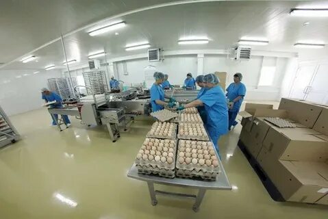 Птицефабрика цех