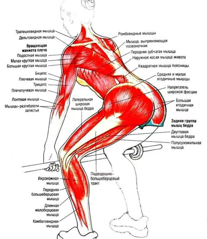 Болят ноги поясница низ. Схема ягодичных мышц. Ягодичные мышцы становая тяга. Какие группы мышц задействует становая тяга. Схема мышц ягодиц.