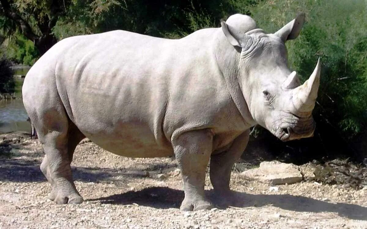 Белый носорог красная книга. Южный белый носорог. Почему белый носорог белый. Носорог окружающий мир. Информация о носороге.