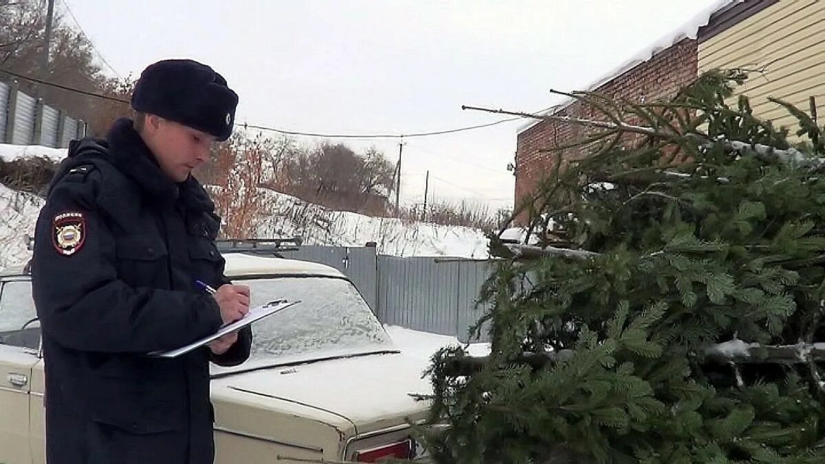 Какой штраф за ель. Штраф за елку. штраф за вырубку елки. штраф за срубленную елку. штраф за спиленную елку.