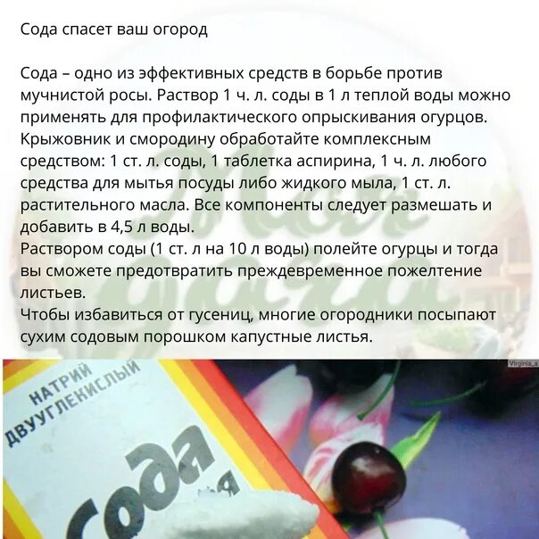 Кальцинированная соль. Сода применение. Сода пищевая кальцинированная. Сода против мучнистой росы. Сода от мучнистой росы.