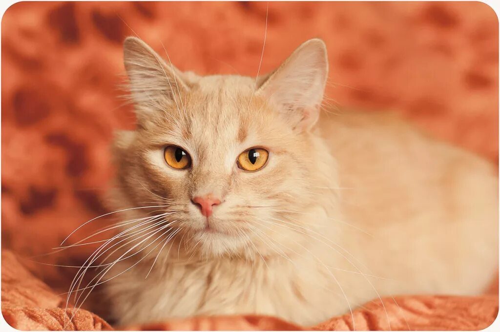 Цвет рыжего кота