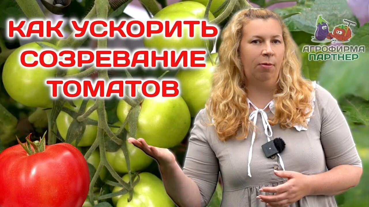 Как быстрее поспеть помидоры