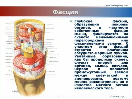 Фасции какая ткань
