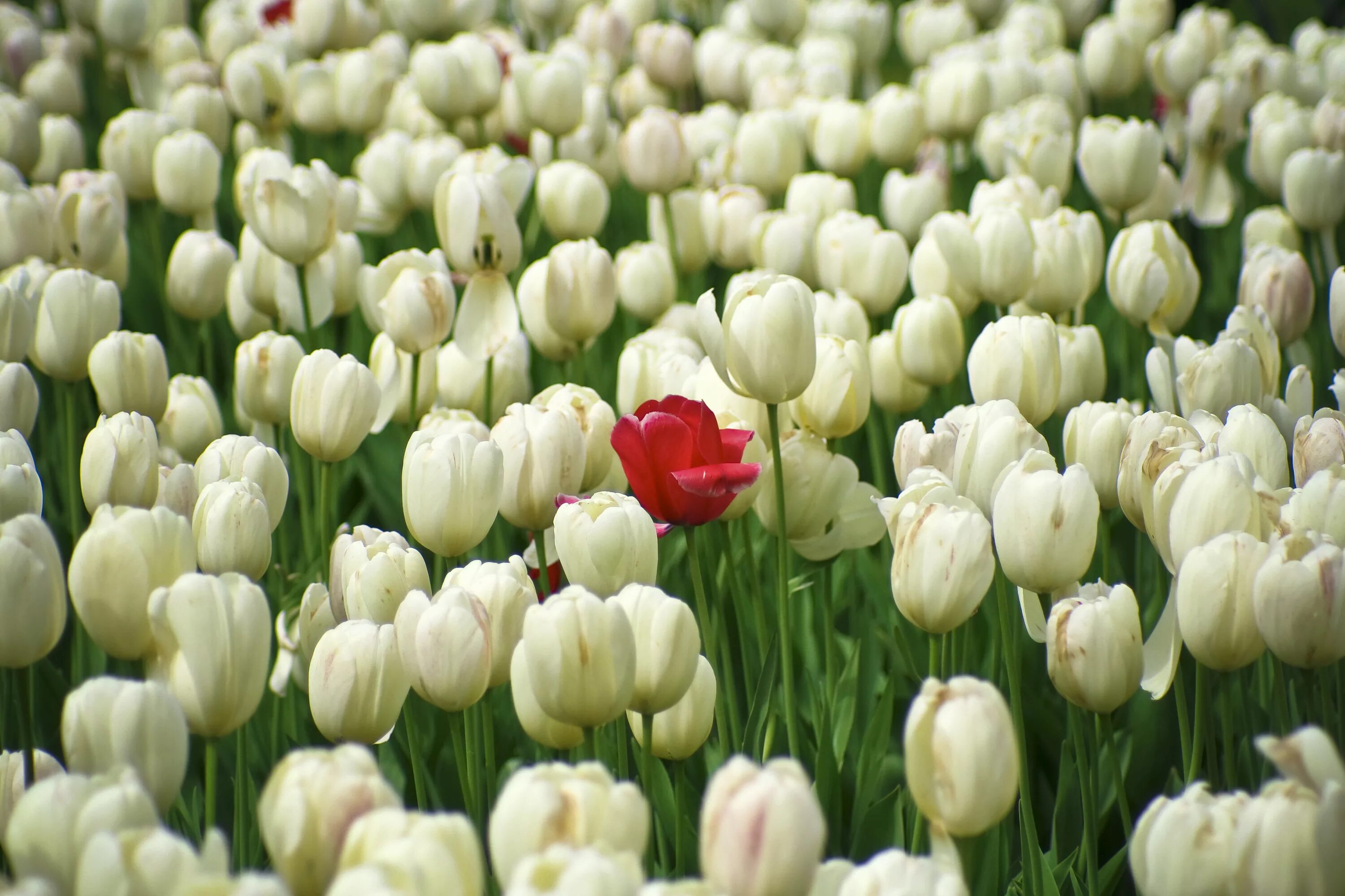 Фото на оригинальность. Один цветок среди других. Индивидуальность. Один цветок среди других цветов. Уникальность цветов.