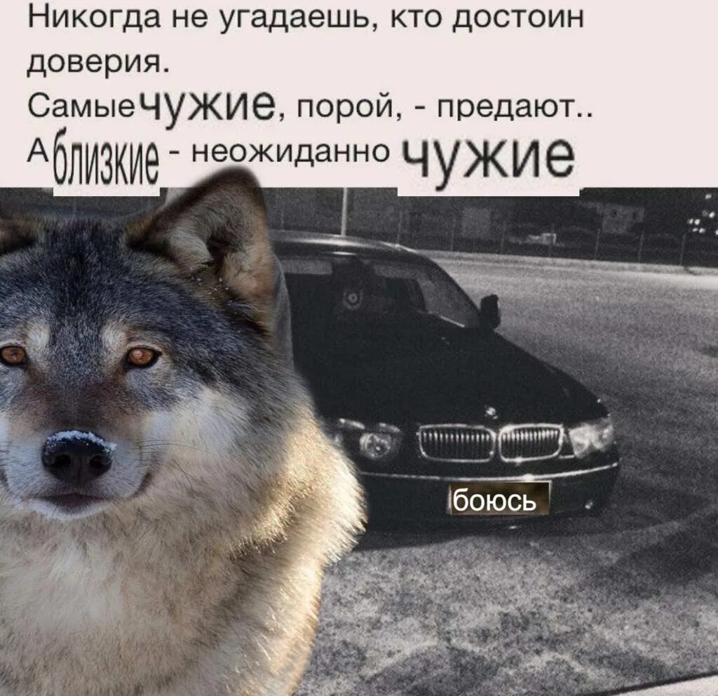 Про ауф. Цитаты волка. цитаты волка ауф. волчьи цитаты.