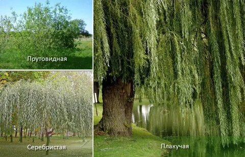Разновидность ивы фото и названия и описание