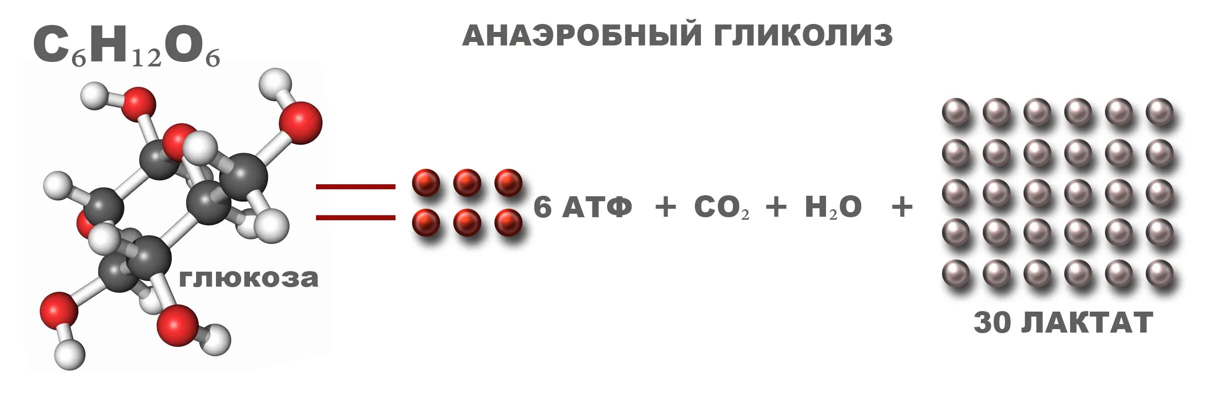 32 атф. Молекула АТФ. Жиры биохимия. Схема молекулы жира. АТФ лактат.