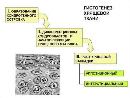 Соединительная ткань развитие