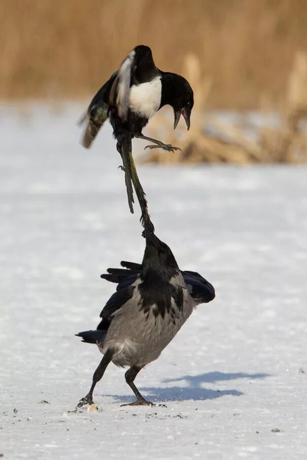 Ворона с сигаретой. Сороки и вороны. Ворон птица. Питание вороны. Серая ворона.