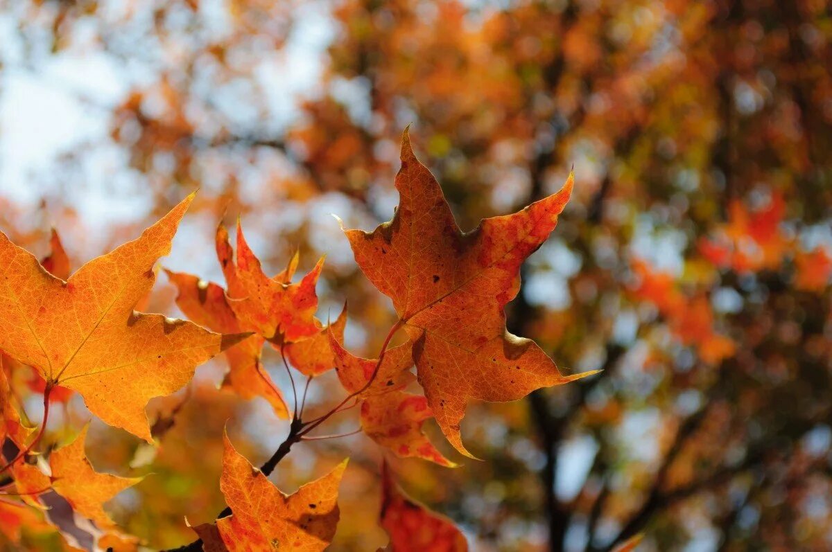 Лист осени фото. Клен autumn Radiance. Осенние листья. Кленовый лист. Осенний кленовый лист.