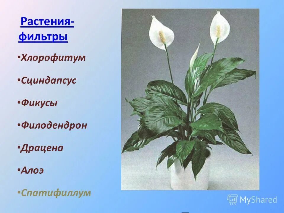 спатифиллум строение растения. диффенбахия, замиокулькас, спатифиллум. спатифиллум листья простые или сложные. родина спатифиллум комнатного растения. спатифиллум строение листа.