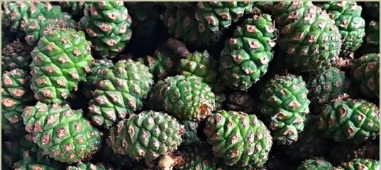 Зеленые шишки кедра. Молодые сосновые шишки. Шишки сосенки зеленые. Шишки сосновые молодые зеленые. Пиния шишки.