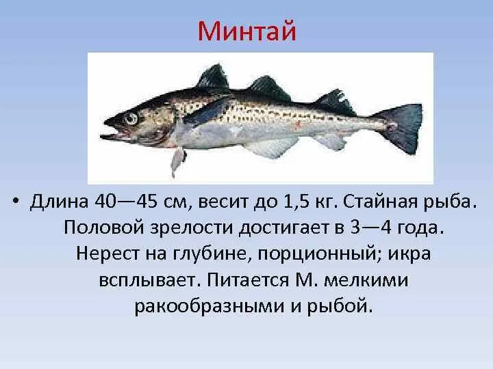 Минтай относится. Минтай строение рыбы. Минтай рыба. Минтай вид рыбы. Минтай описание рыбы.