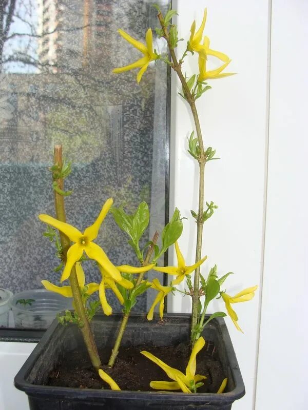 Форзиция посадка черенками весной. Укоренение черенков форзиции осенью. Форзиция спринг глори. Укореняем черенки форзиции. Форзиция рассада.